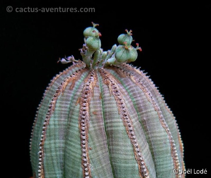 Euphorbia obesa P1220168